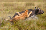  Lion attack on a buffalo © Ranger Diaries / Brendon Cremer